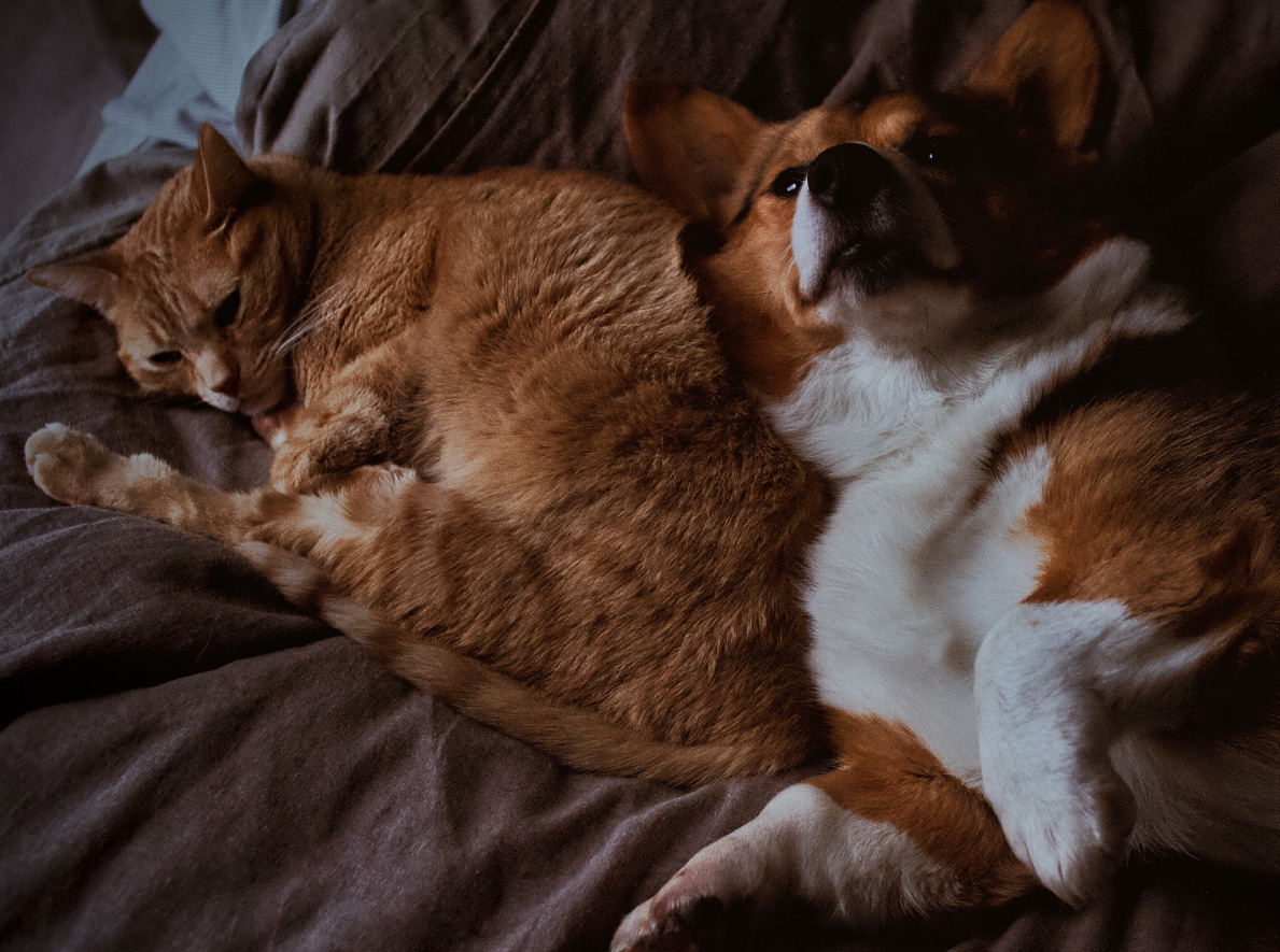 Cat And Dog Laying Together