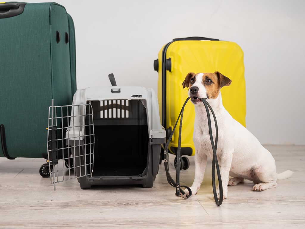 Pet Travel Preparations