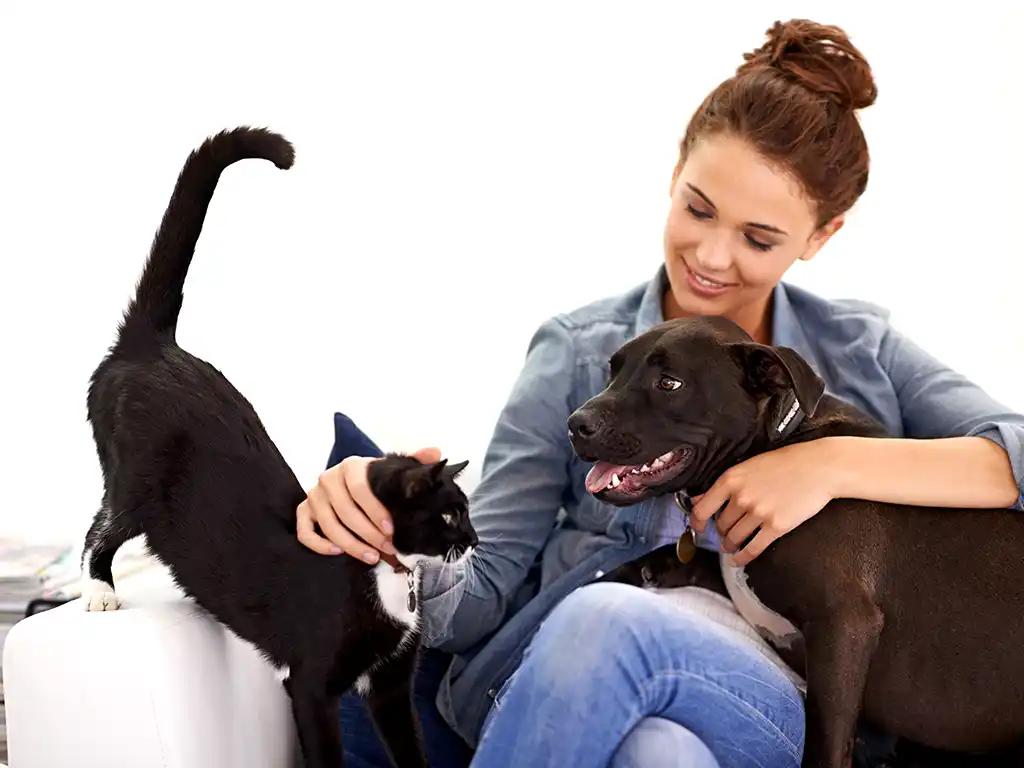 Pet Culture Shock