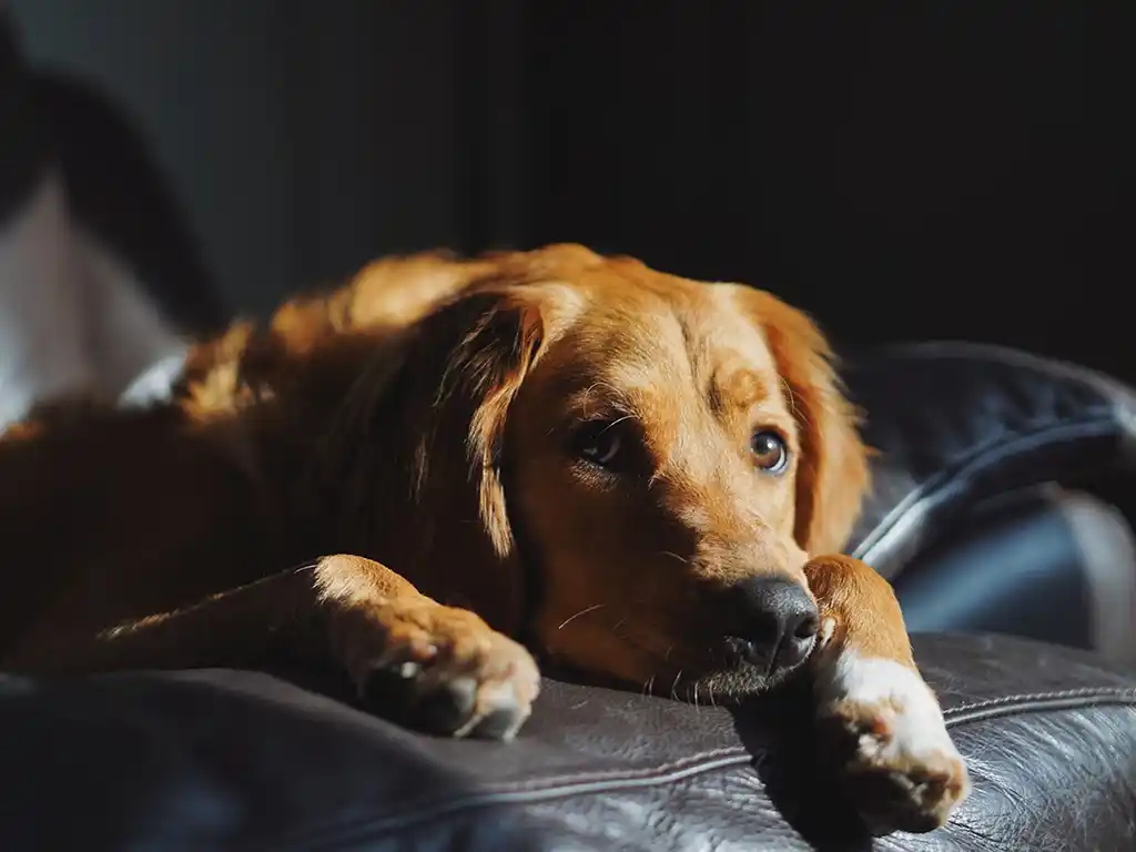 Guilt Of Leaving A Pet Behind Pets Traveling Overseas