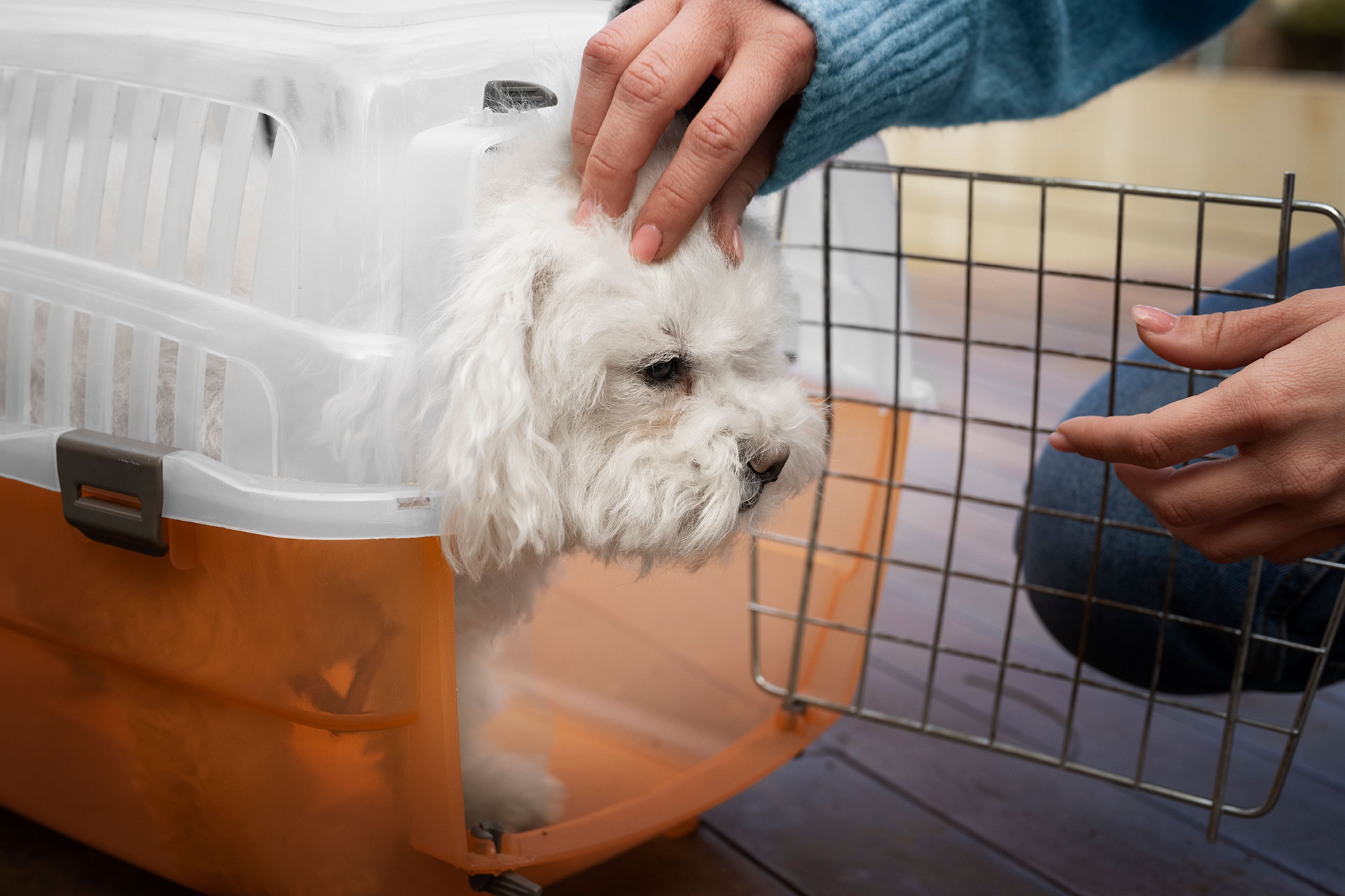 Pet Export Regulations