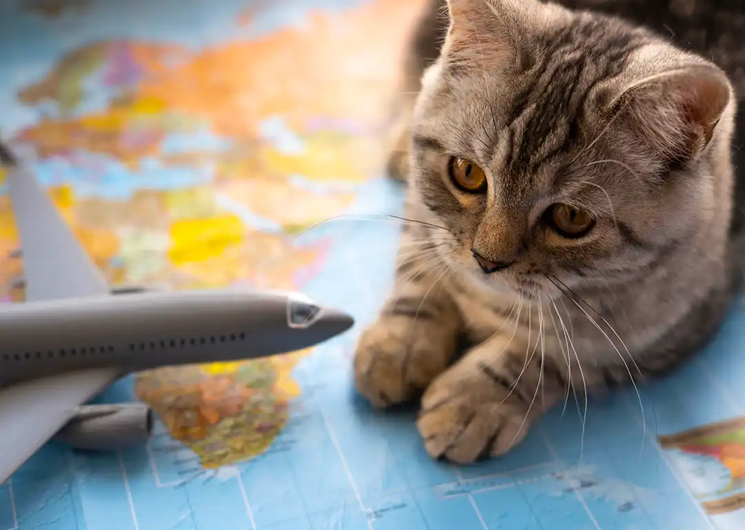 Best Pet Friendly Airlines Around The World Pet Friendly Airlines